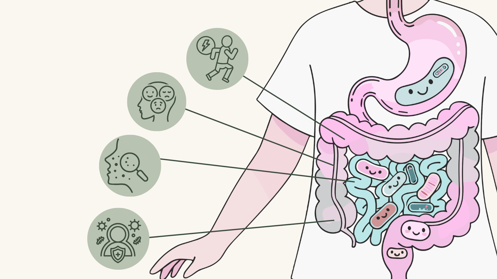 Illustration of the digestive system with friendly gut microbes, linked to icons for energy, mood, skin, and immunity.